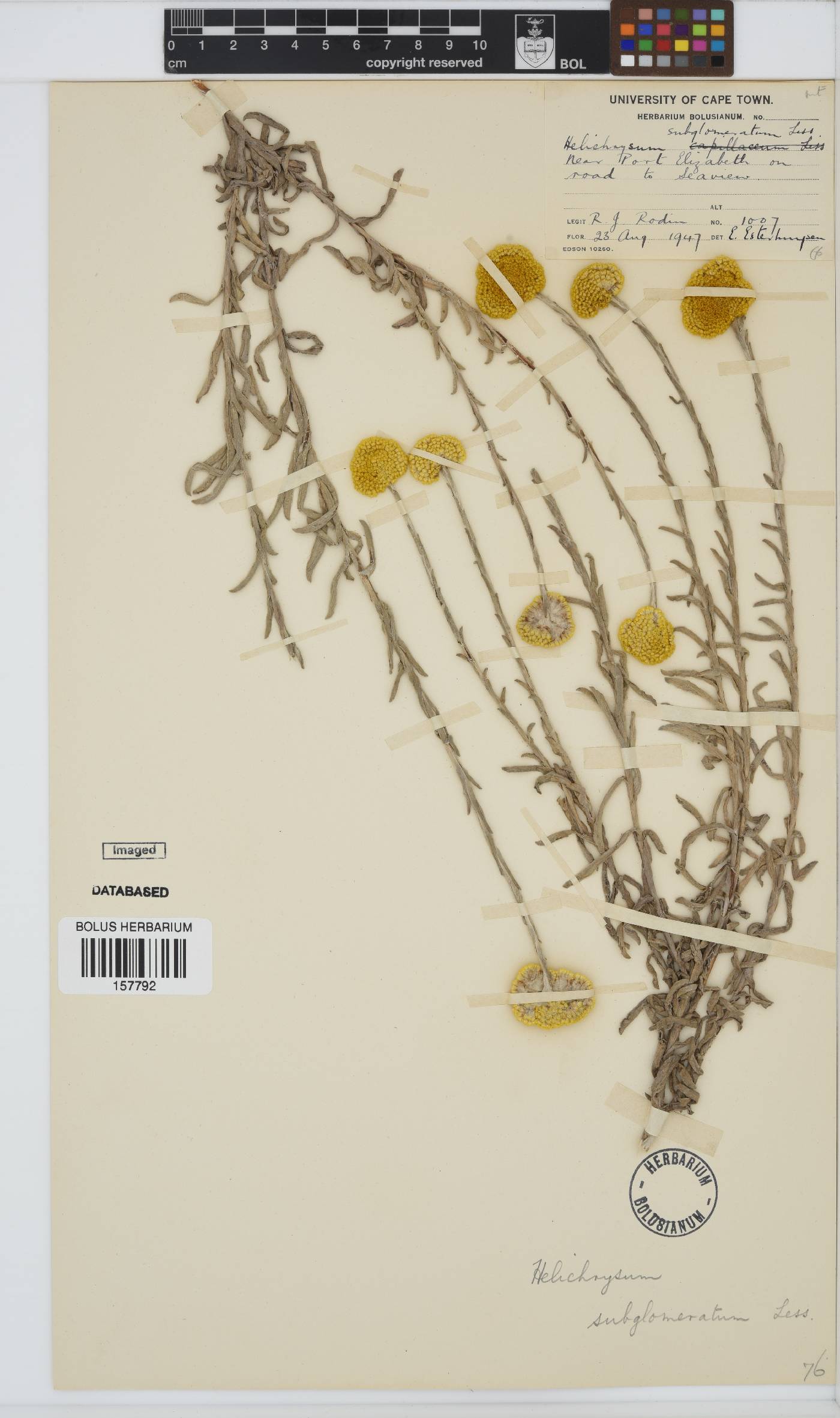 Helichrysum subglomeratum image