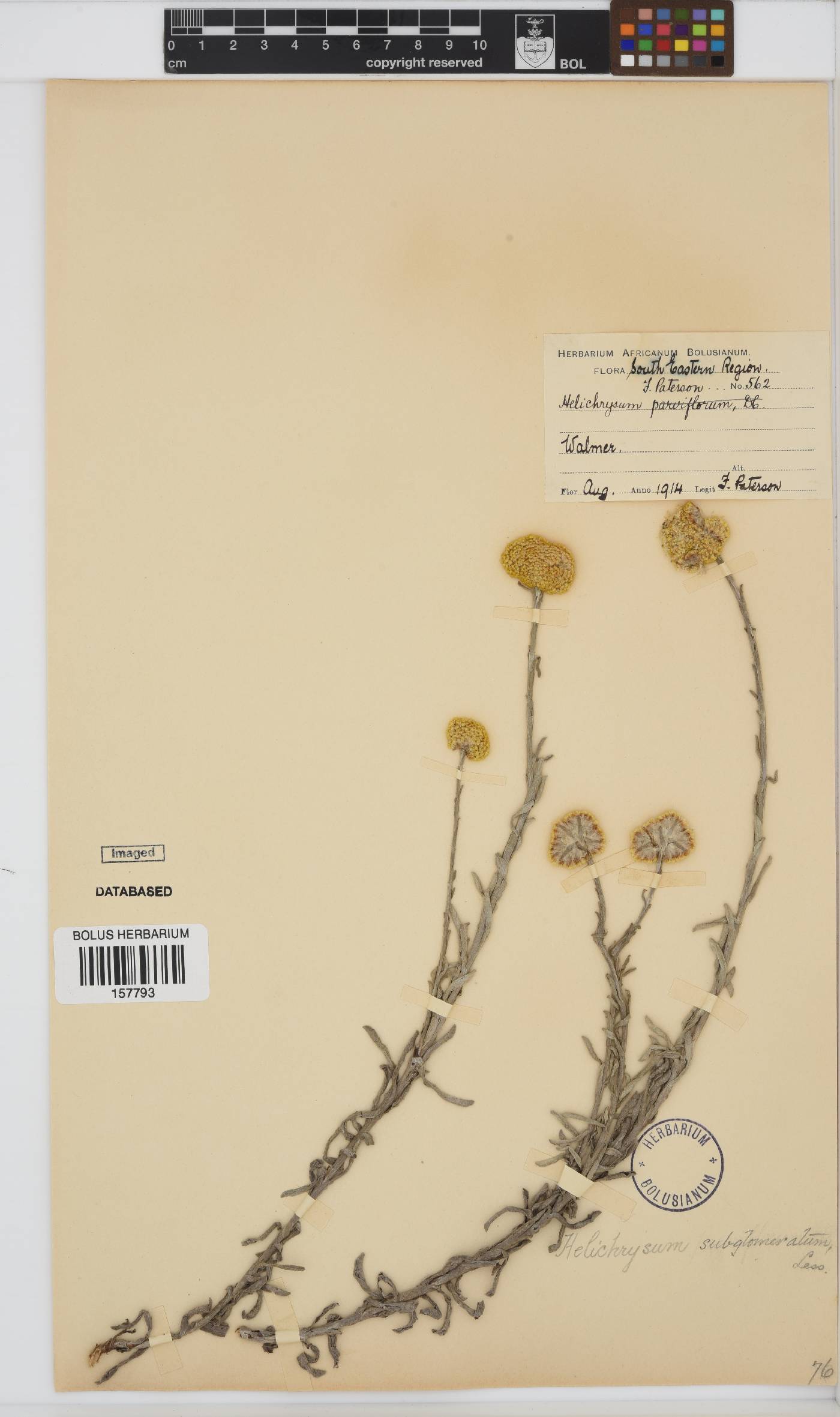 Helichrysum subglomeratum image