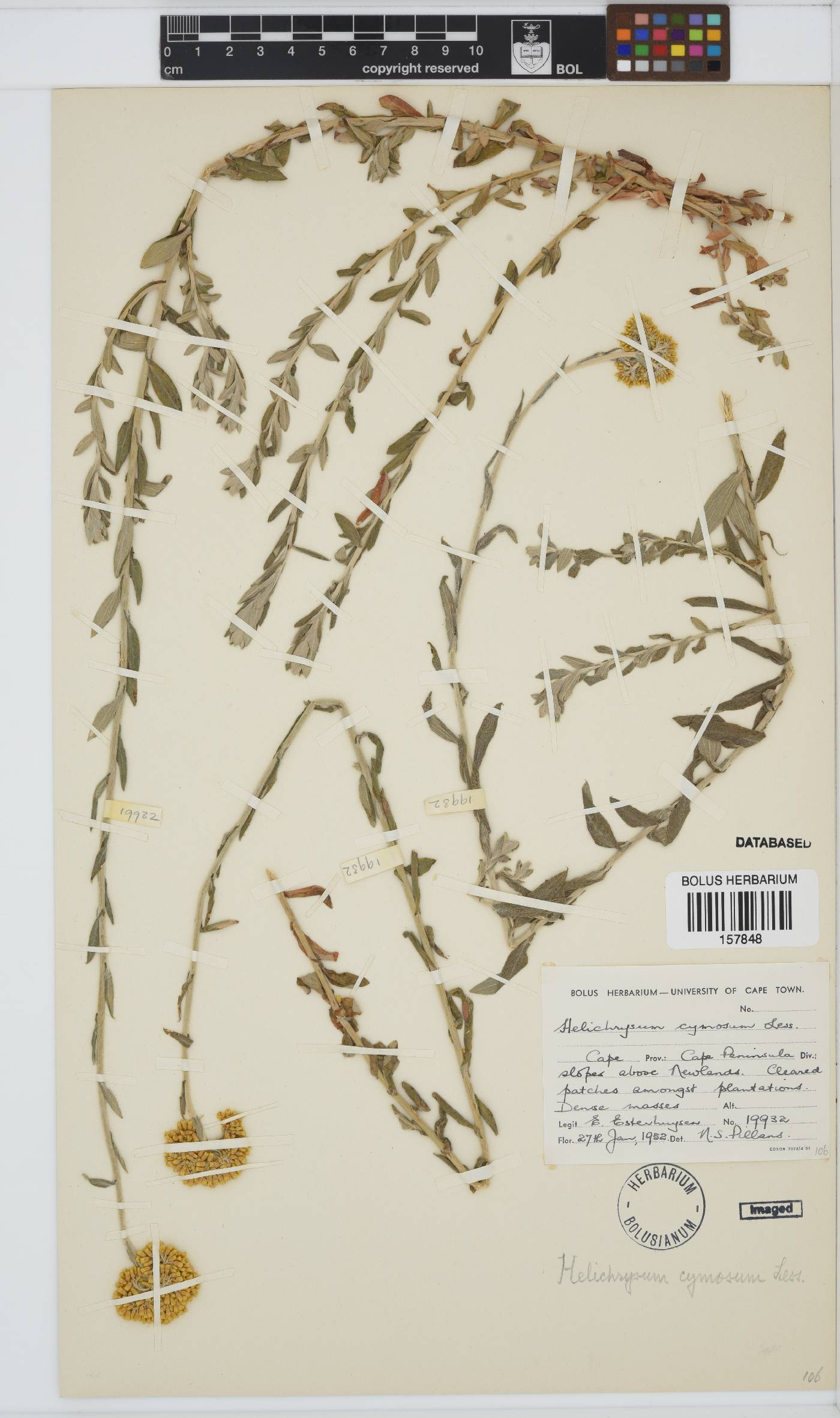 Helichrysum cymosum subsp. cymosum image