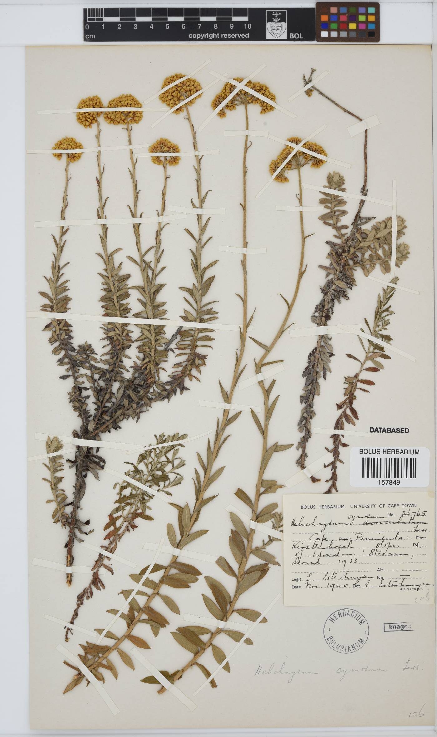 Helichrysum cymosum subsp. cymosum image