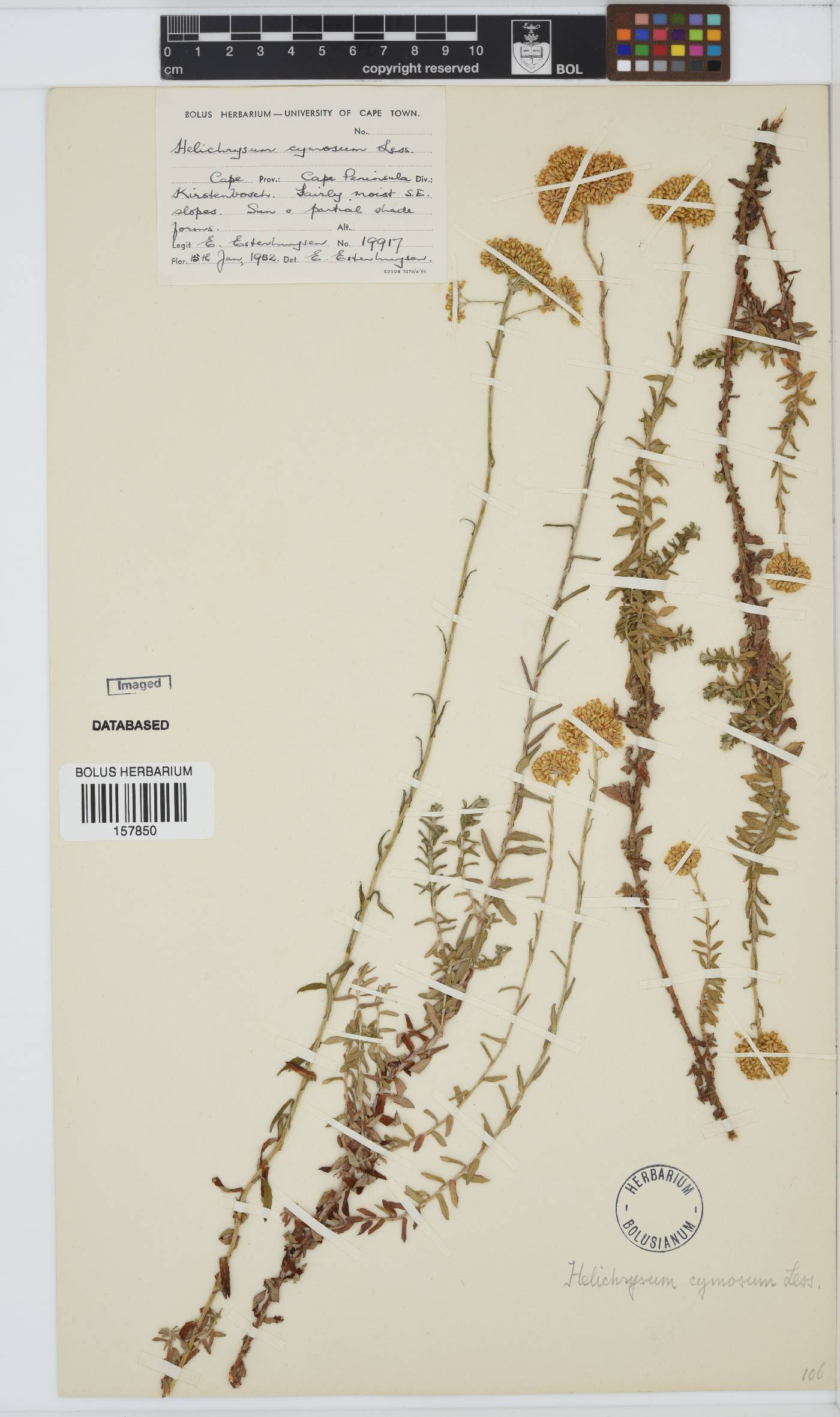 Helichrysum cymosum image