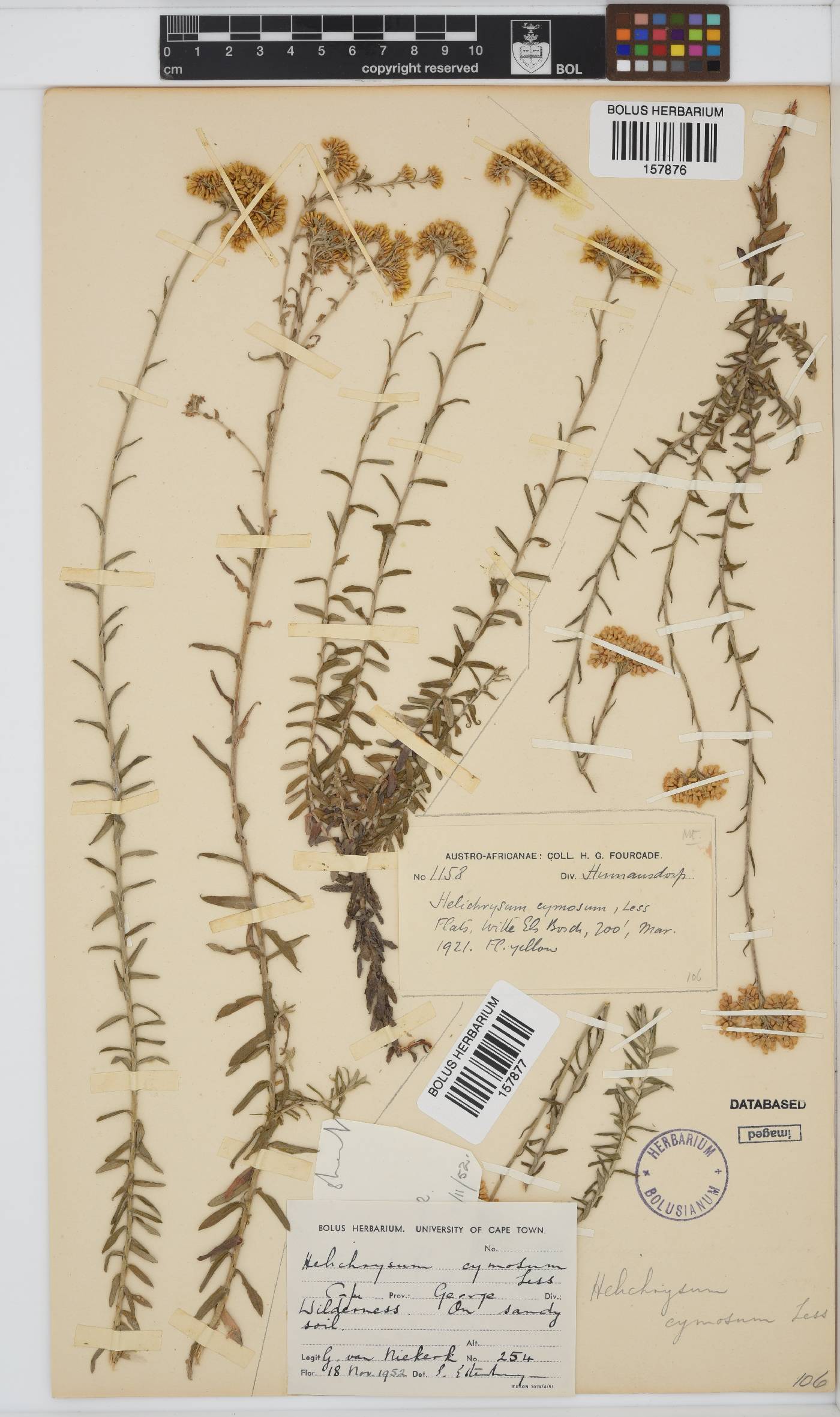 Helichrysum cymosum image