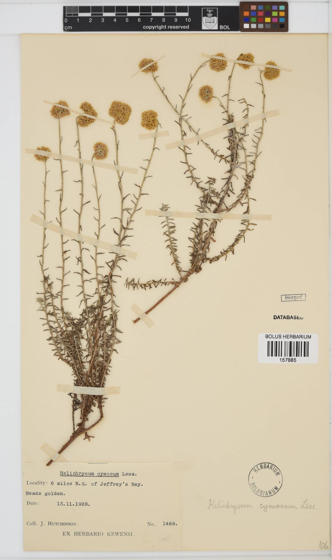 Helichrysum cymosum subsp. cymosum image