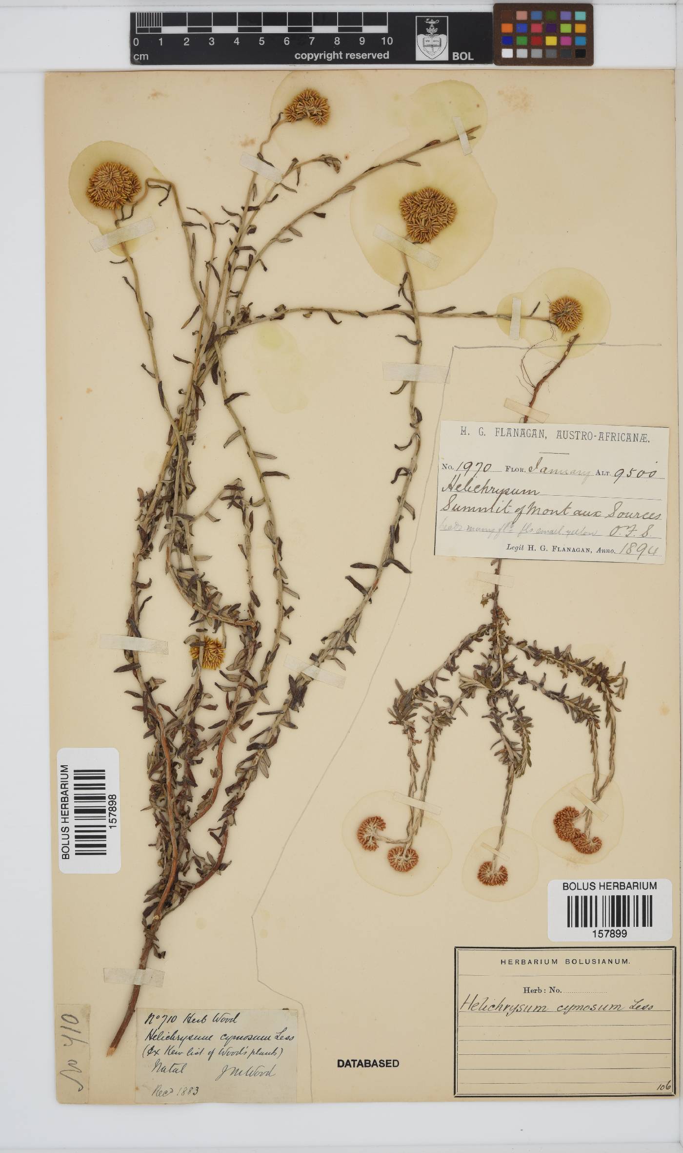 Helichrysum cymosum subsp. cymosum image