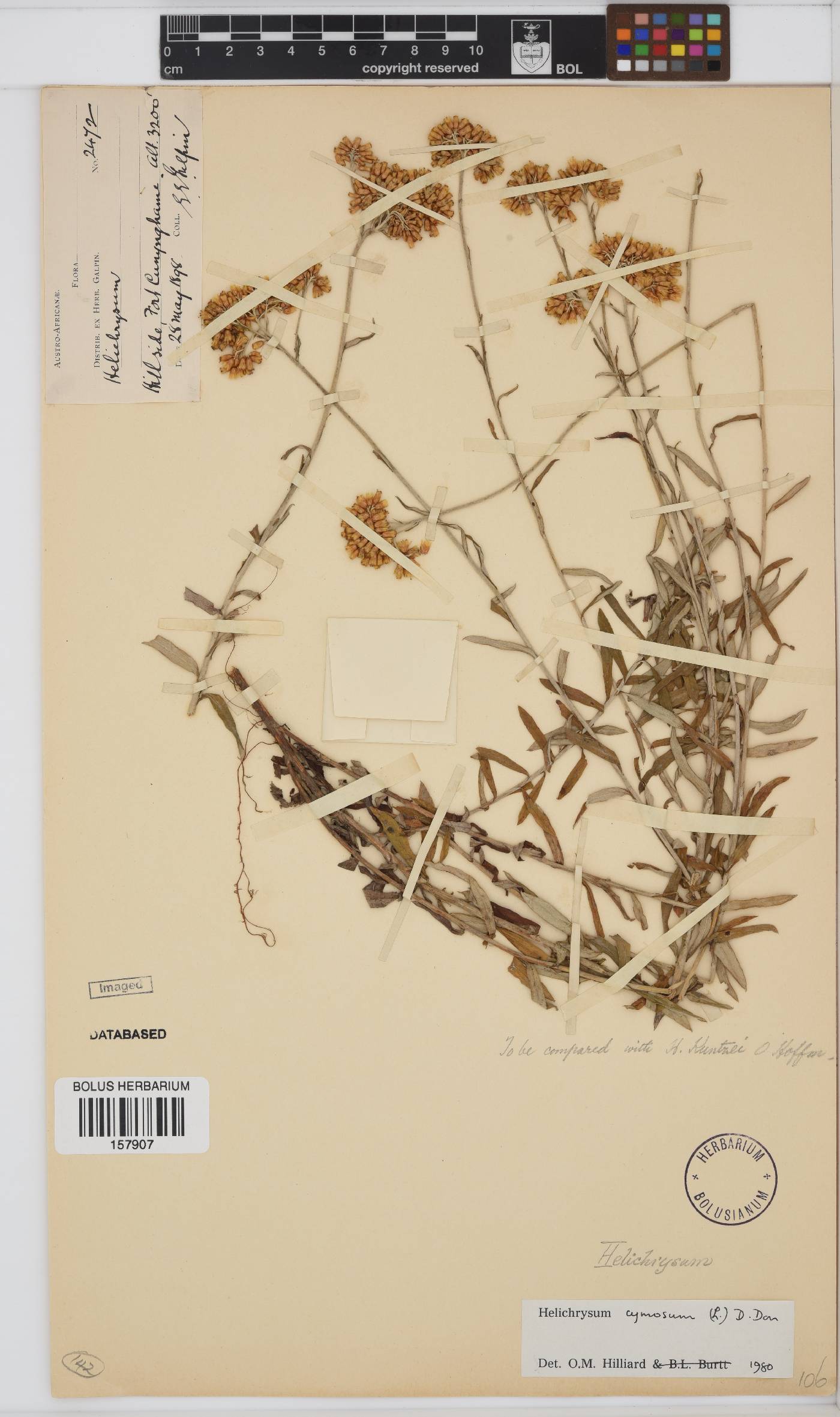 Helichrysum cymosum image