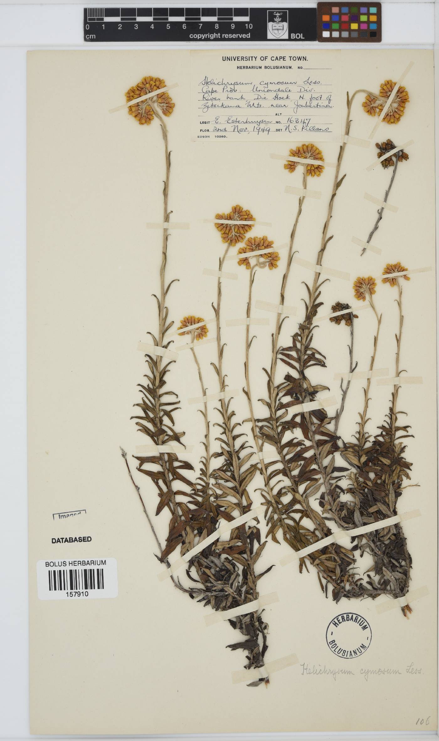Helichrysum cymosum subsp. cymosum image