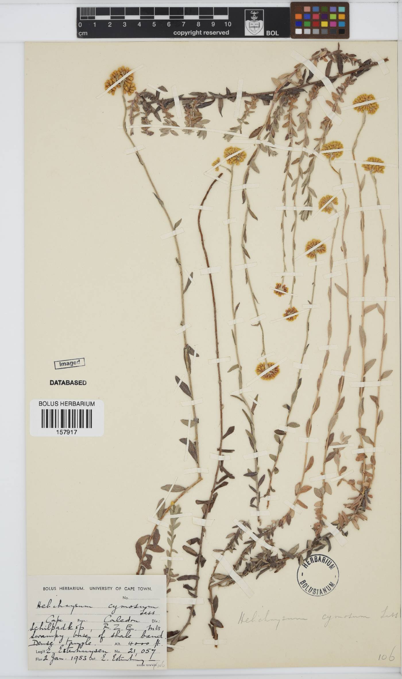 Helichrysum cymosum image