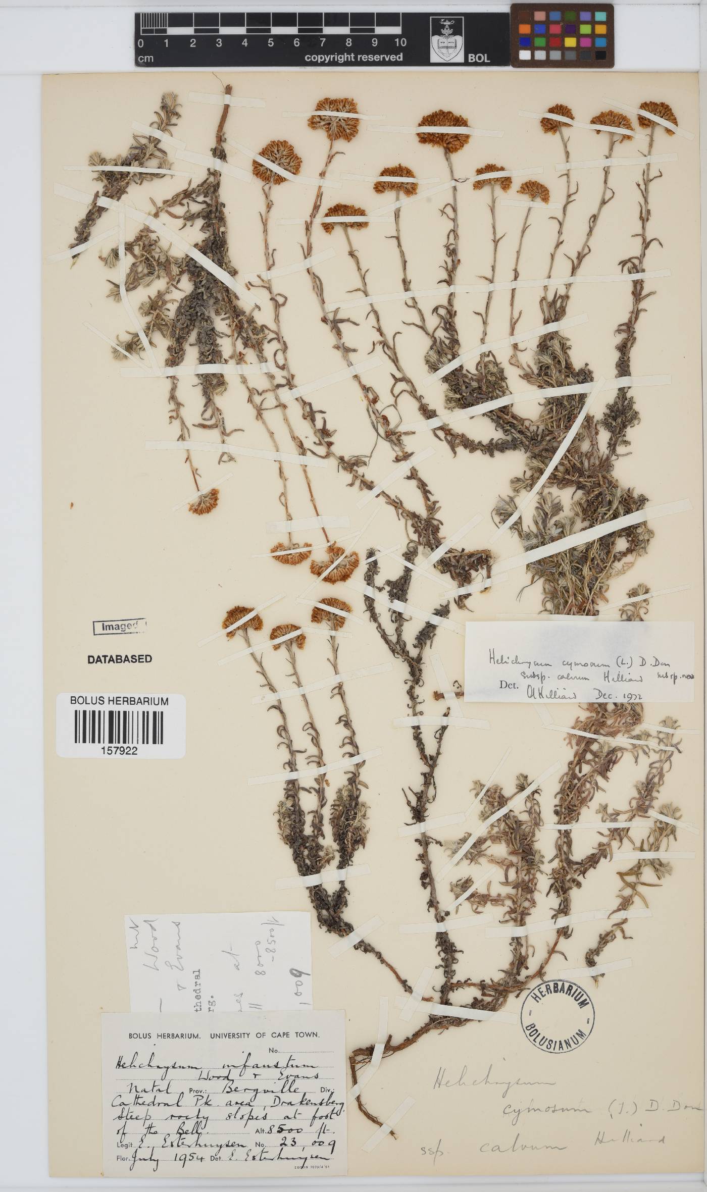 Helichrysum cymosum image