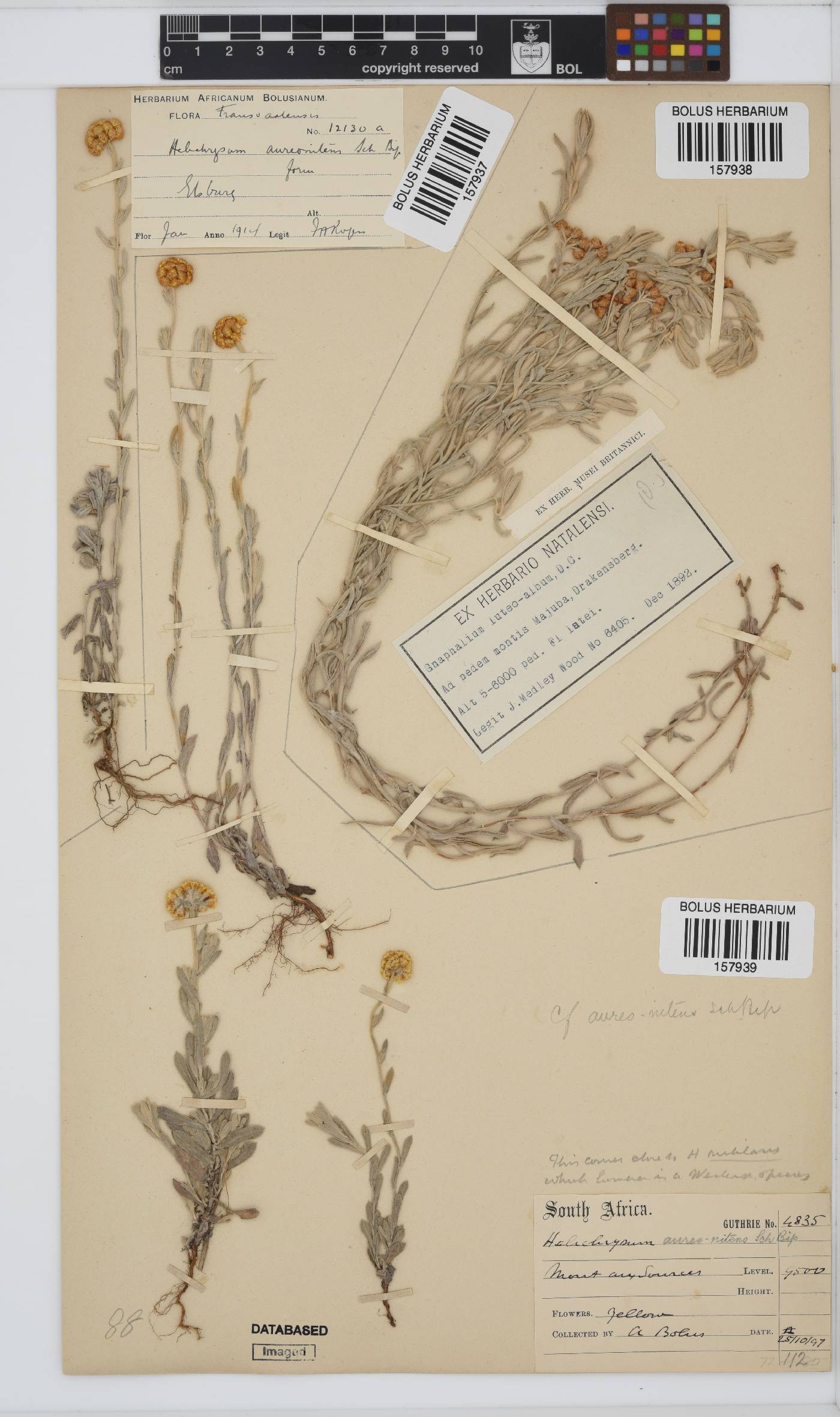 Helichrysum aureonitens image
