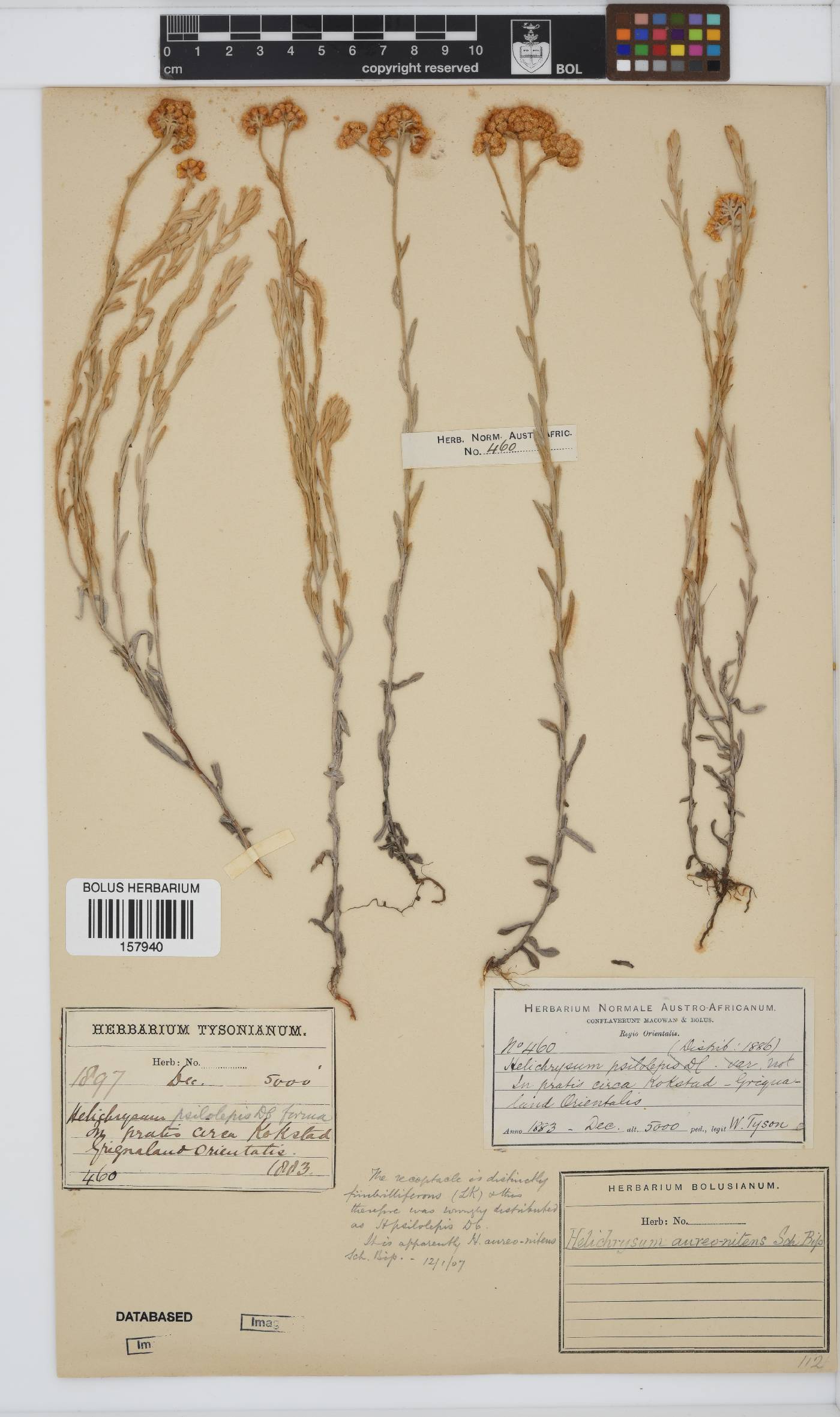 Helichrysum aureonitens image