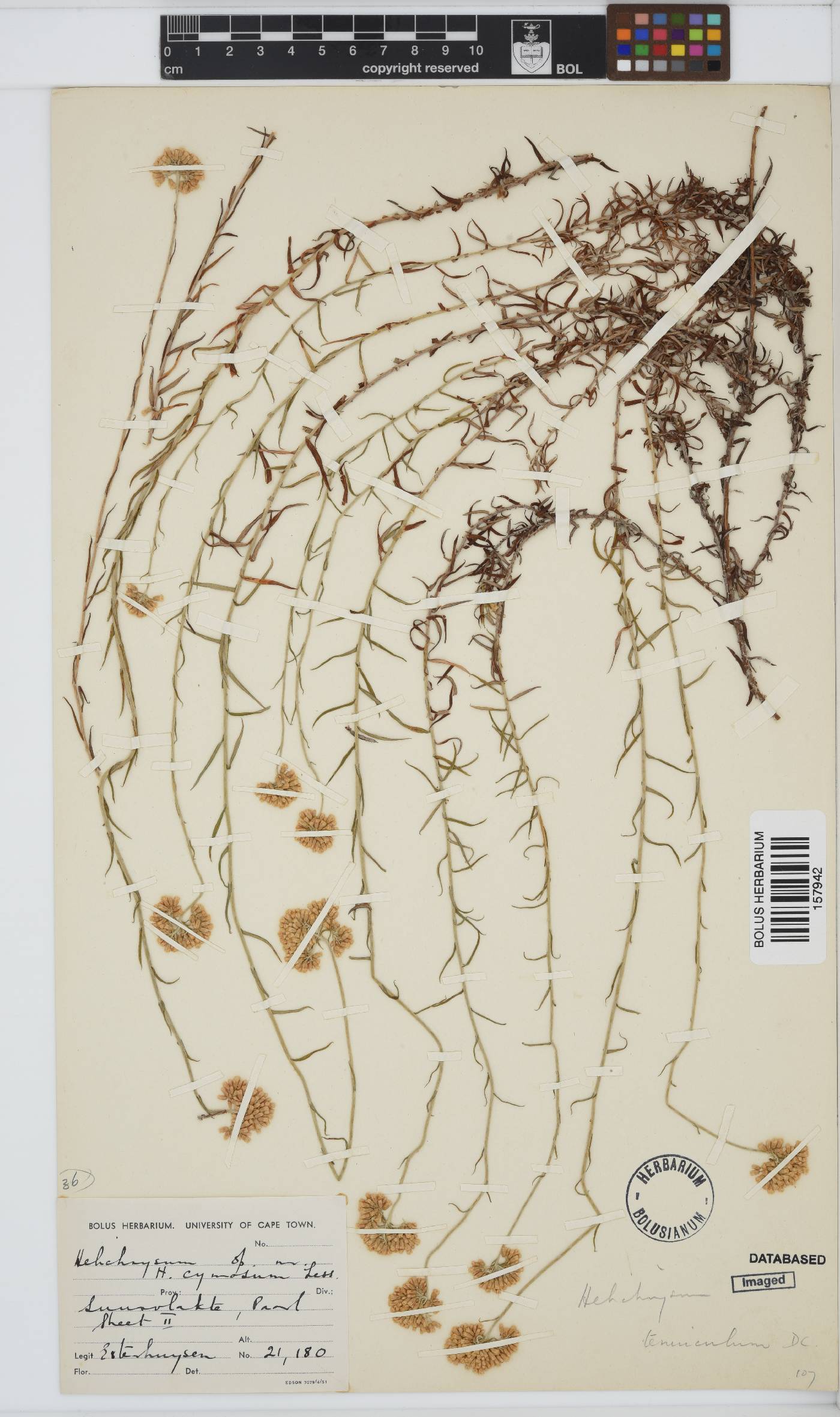 Helichrysum tenuiculum image