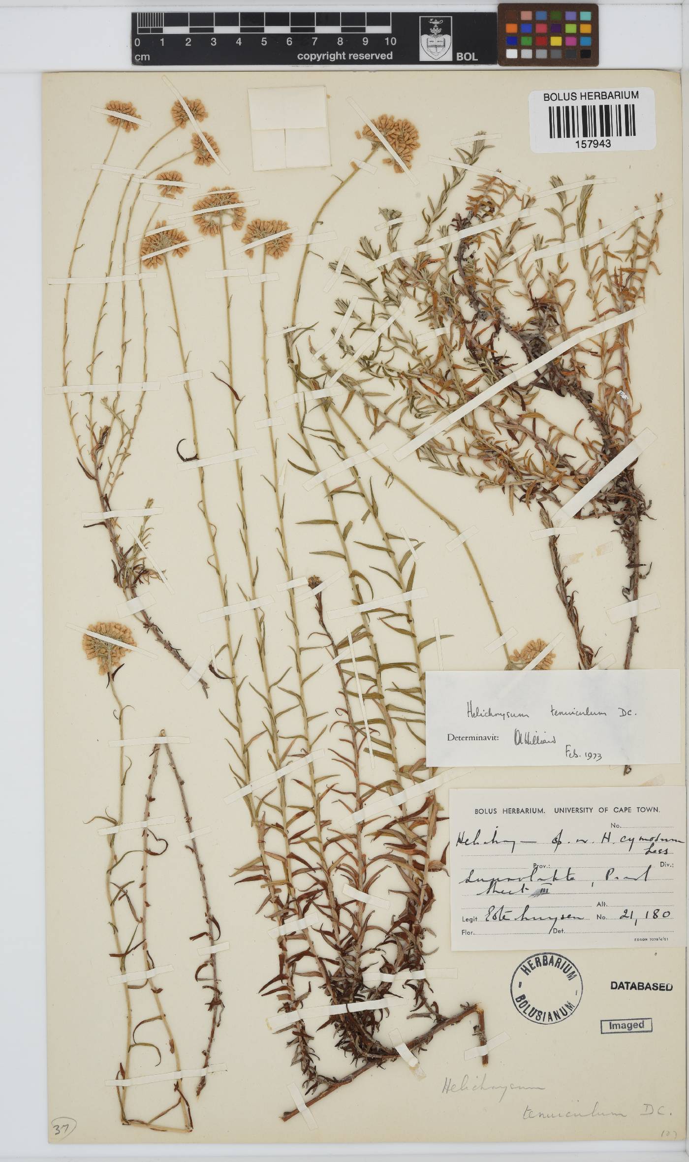 Helichrysum tenuiculum image