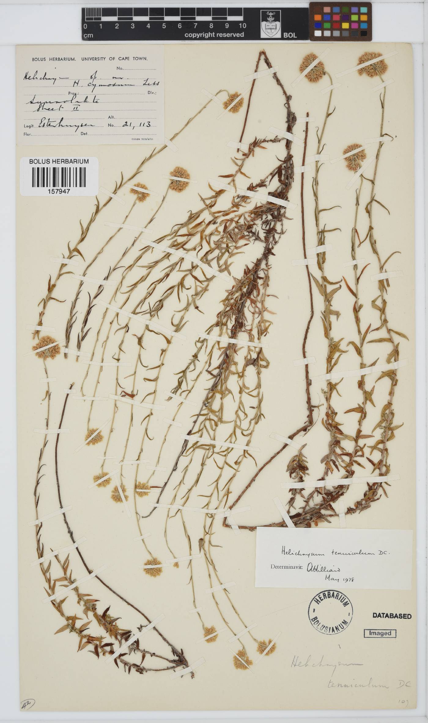 Helichrysum tenuiculum image