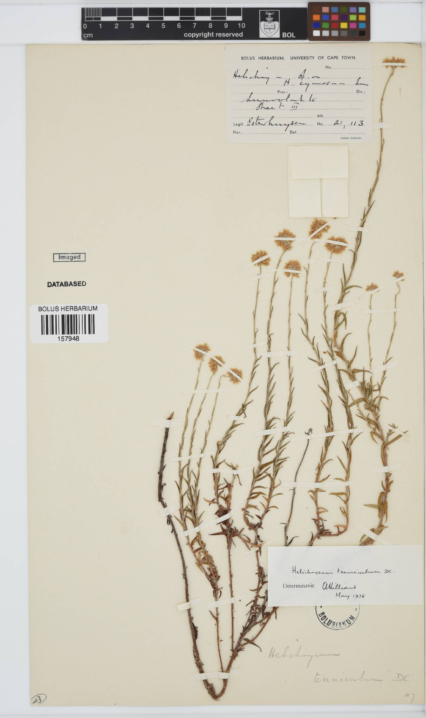 Helichrysum tenuiculum image