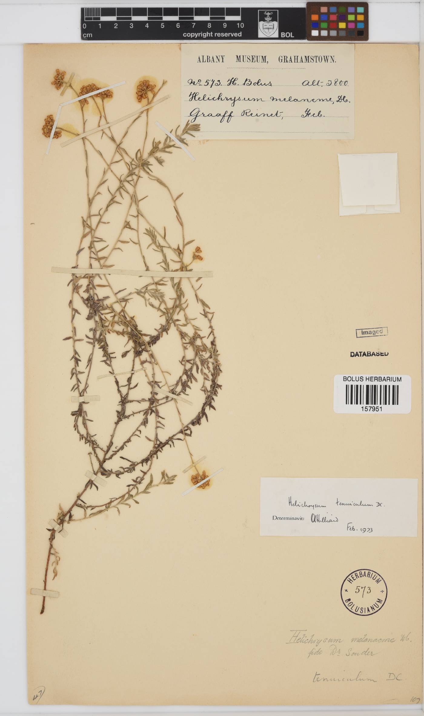 Helichrysum tenuiculum image