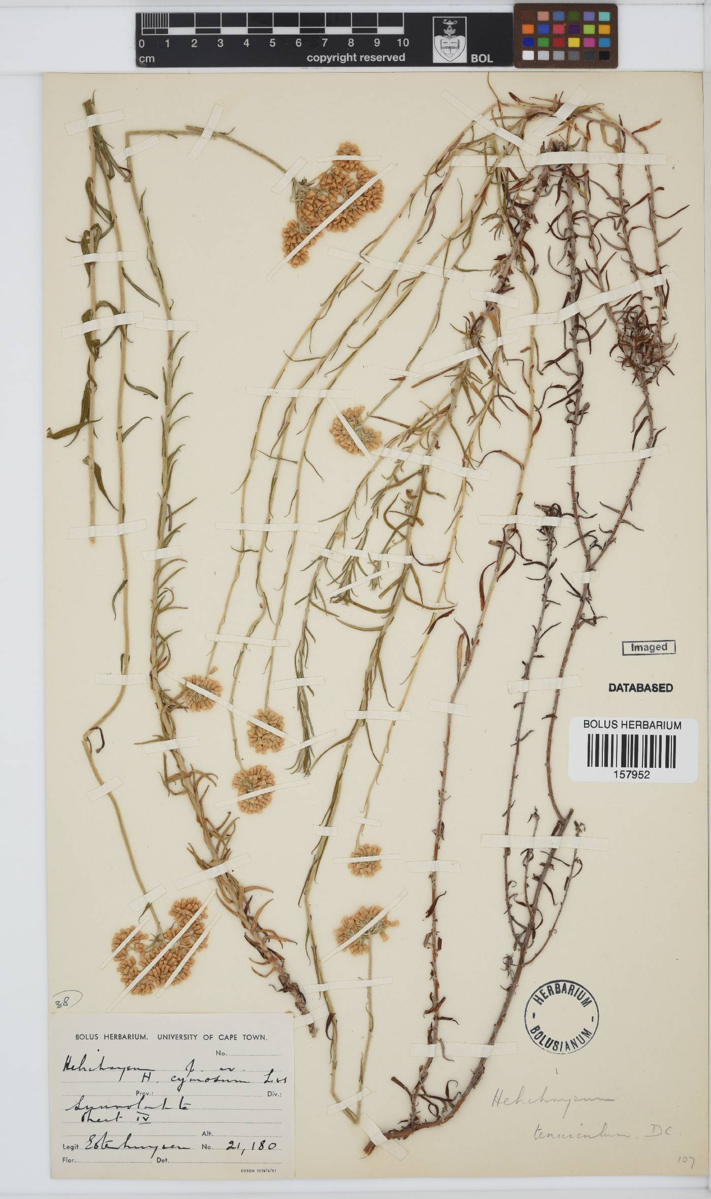 Helichrysum tenuiculum image