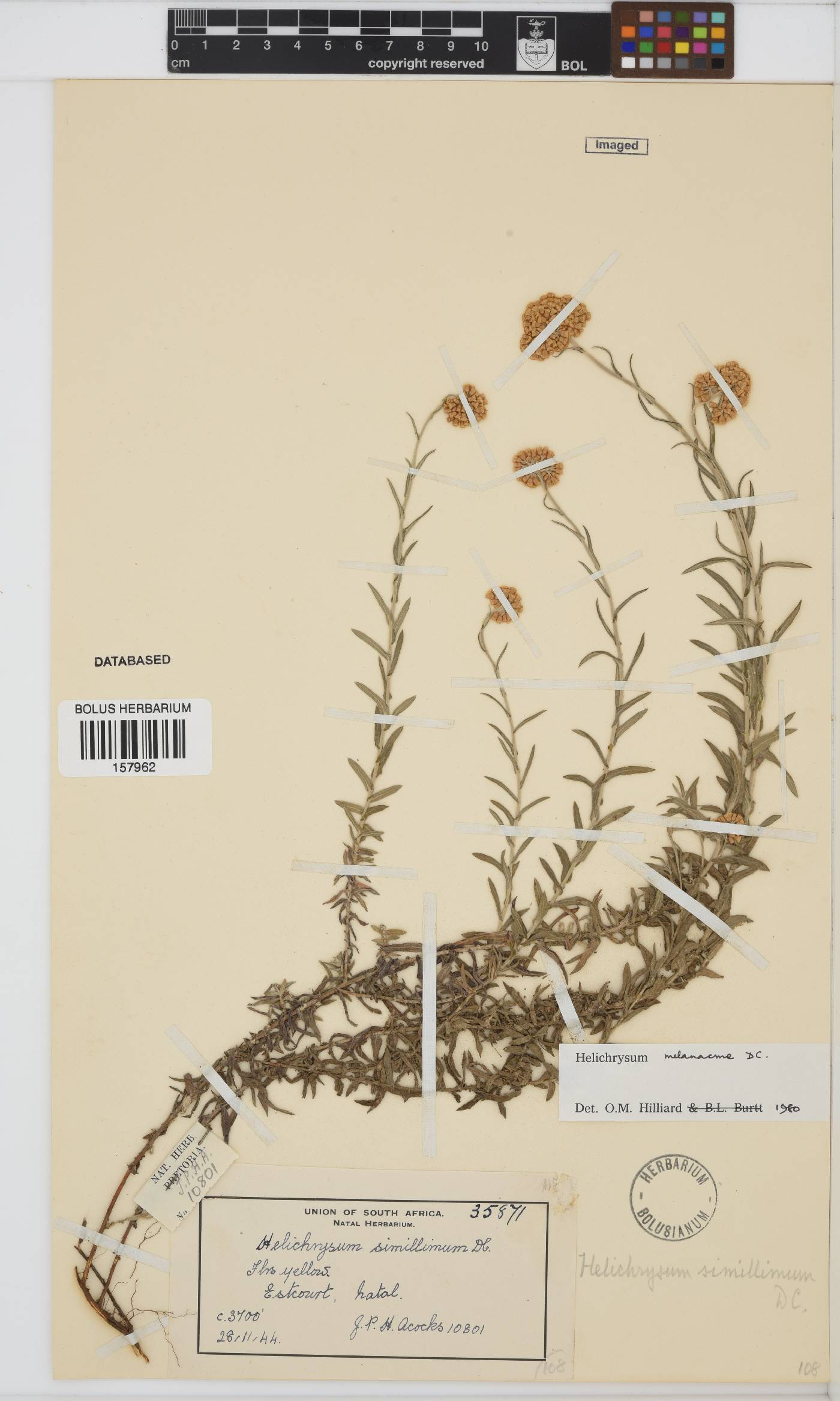 Helichrysum melanacme image