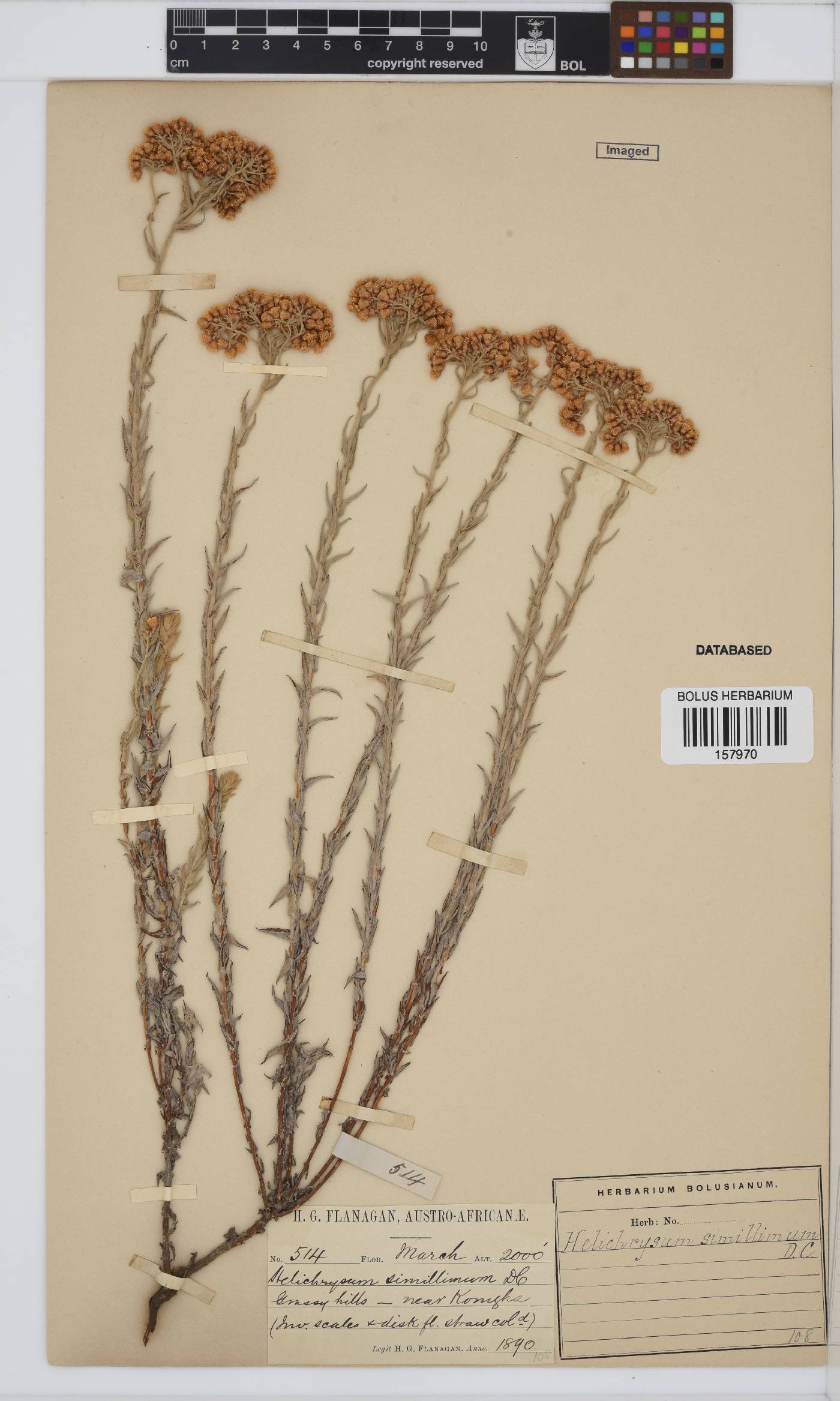 Helichrysum simillimum image