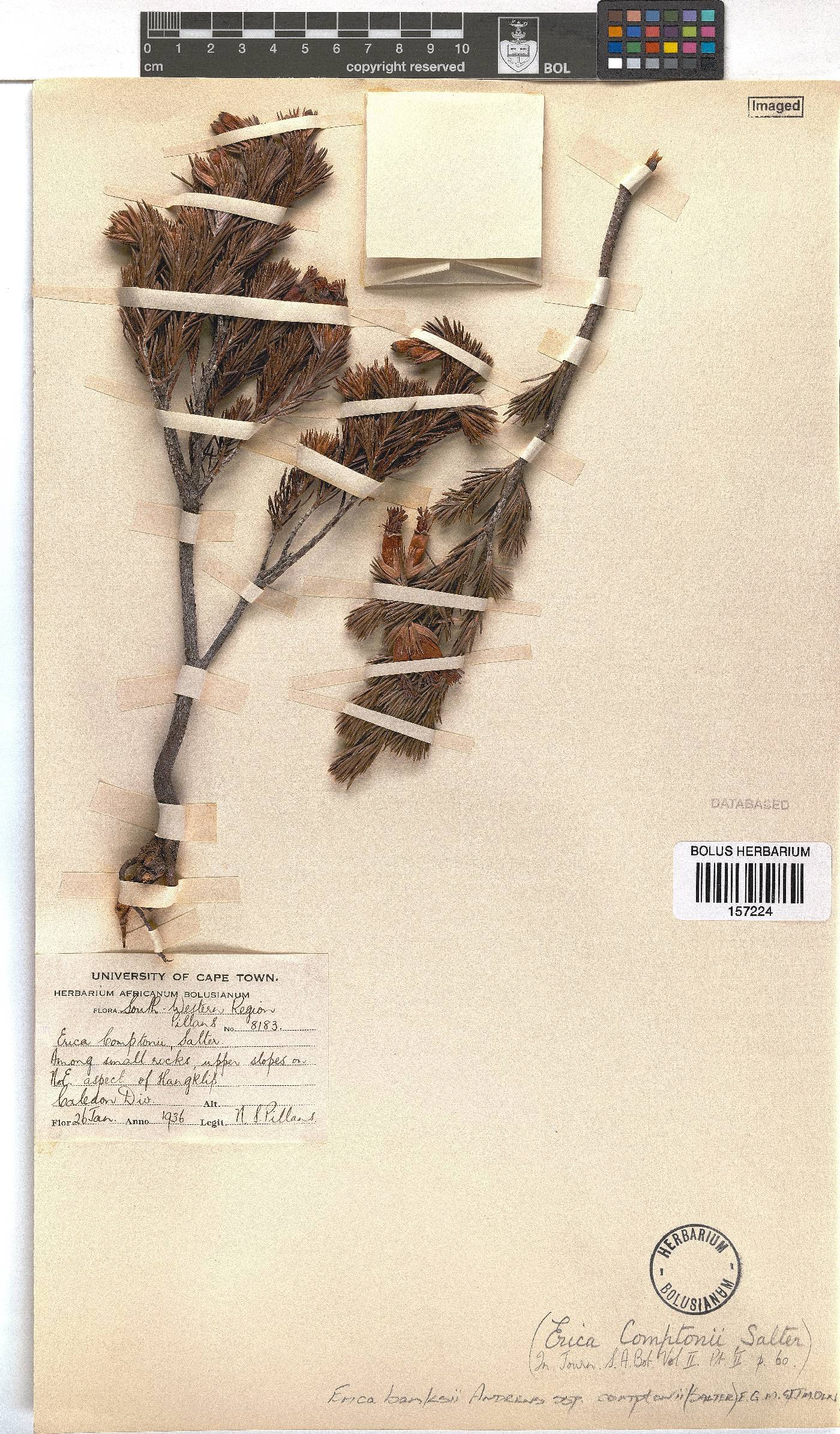 Erica banksii subsp. comptonii image