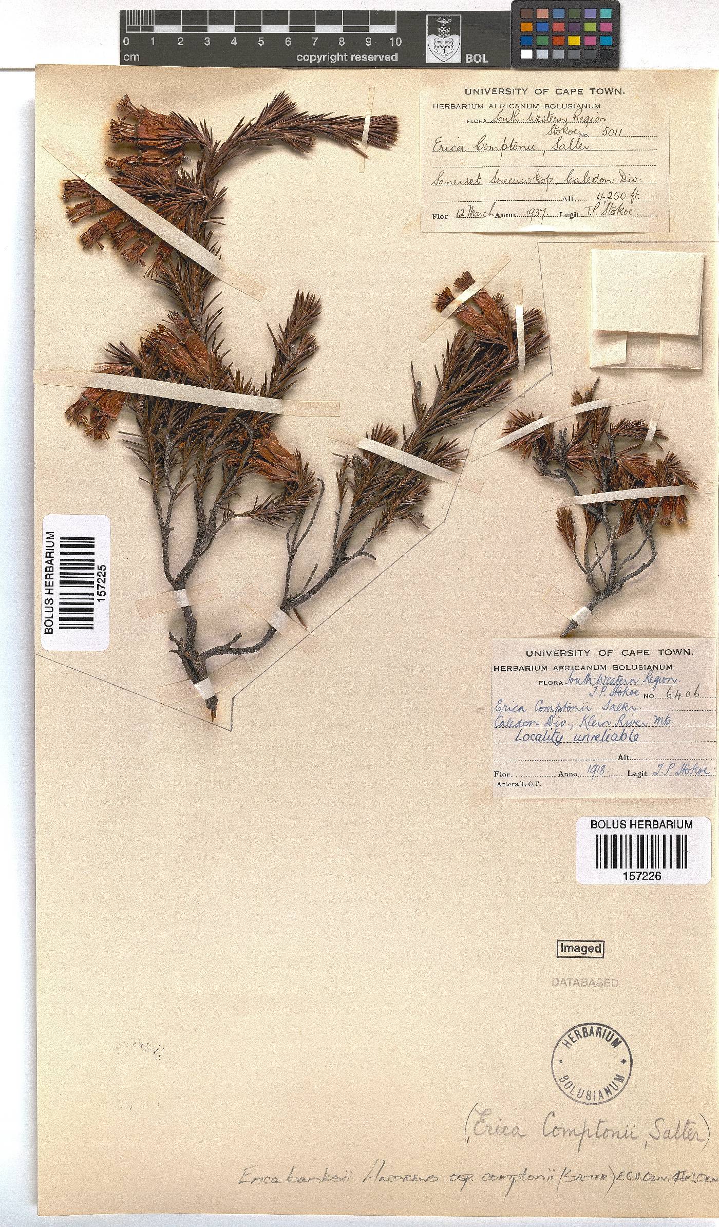 Erica banksii subsp. comptonii image