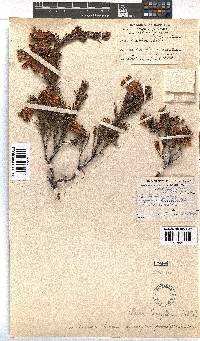 Erica banksii subsp. comptonii image