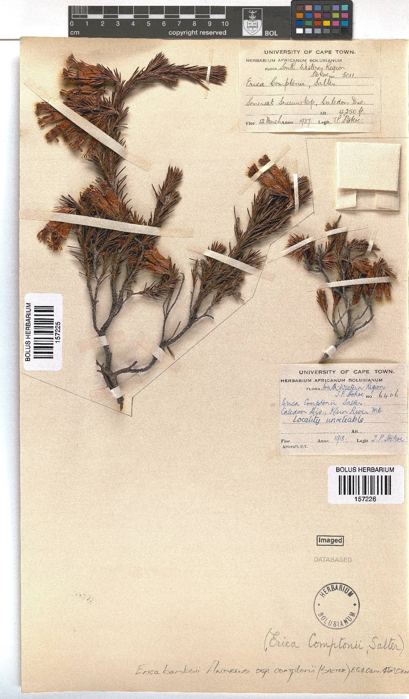 Erica banksii subsp. comptonii image