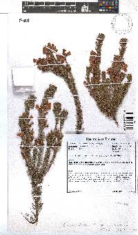 Erica abietina subsp. constantiana image