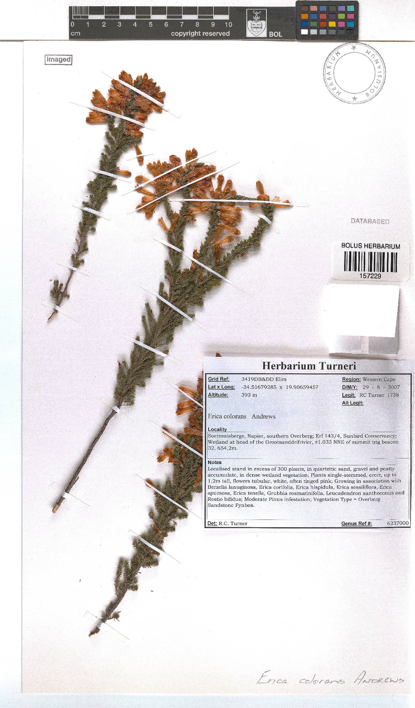 Erica colorans image