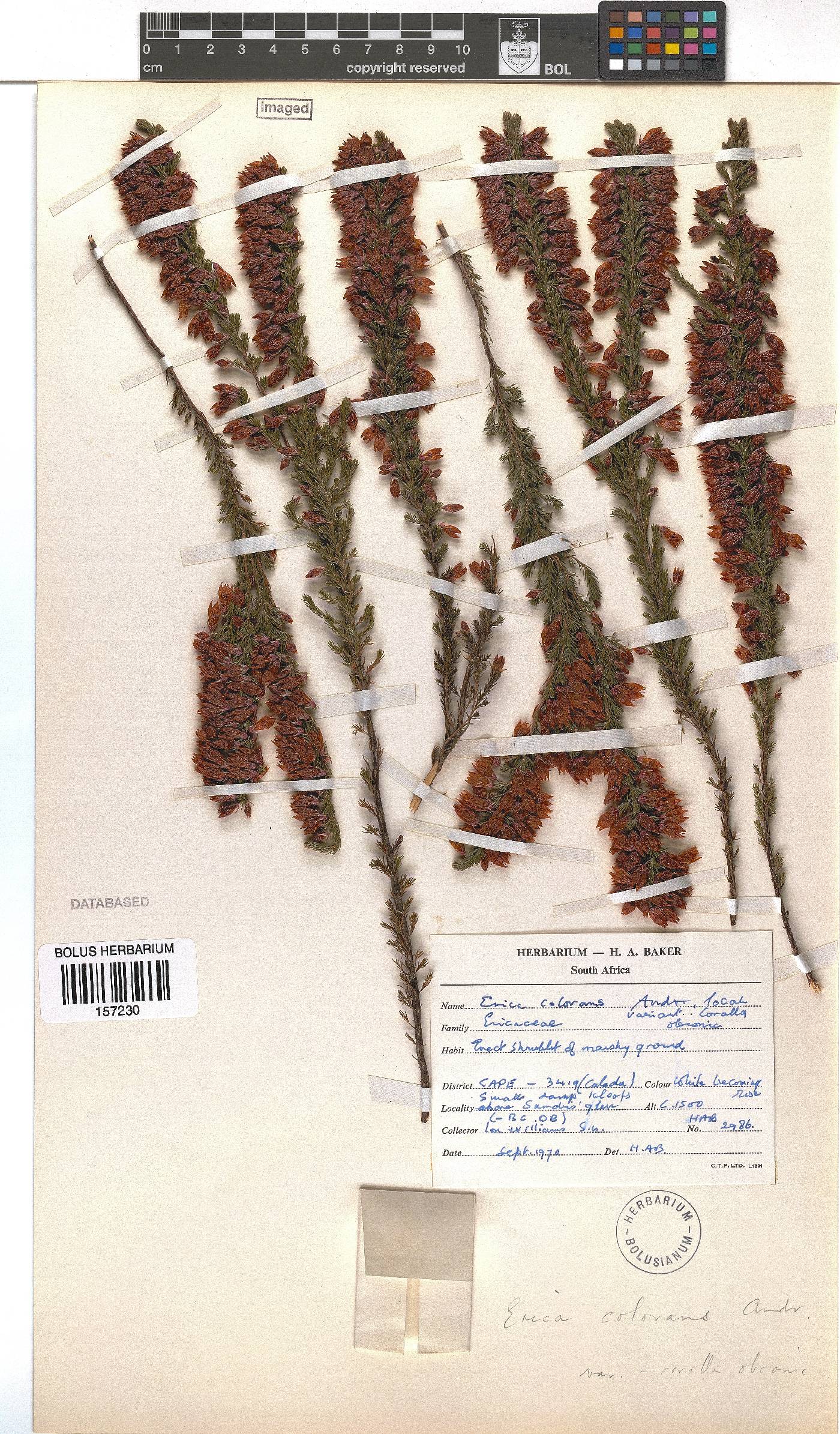 Erica colorans image