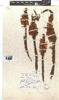 Erica colorans image