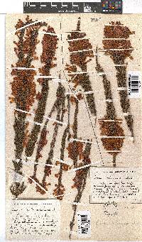 Erica colorans image