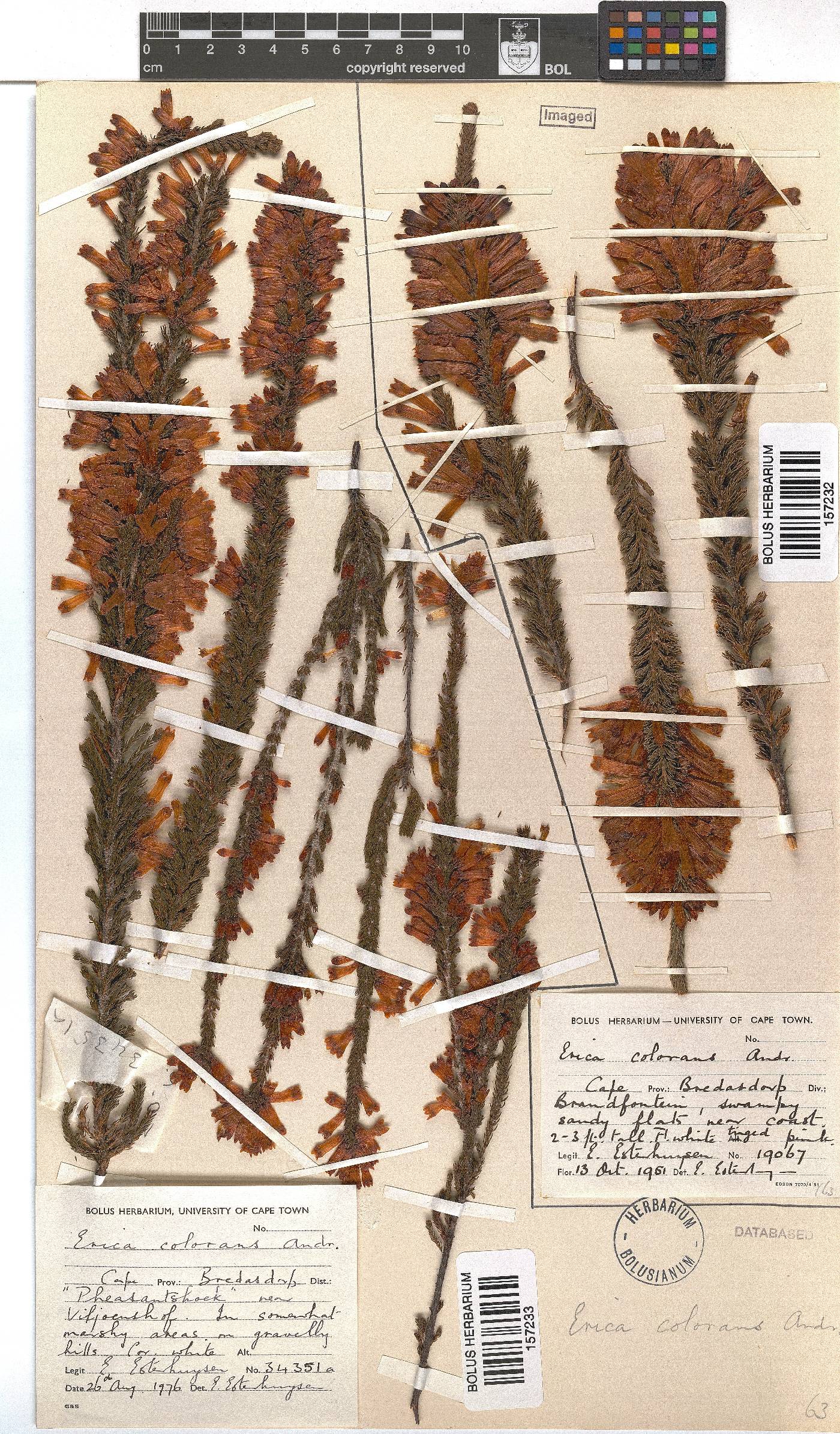 Erica colorans image