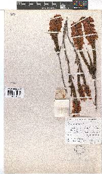 Erica colorans image