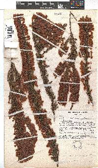 Erica colorans image