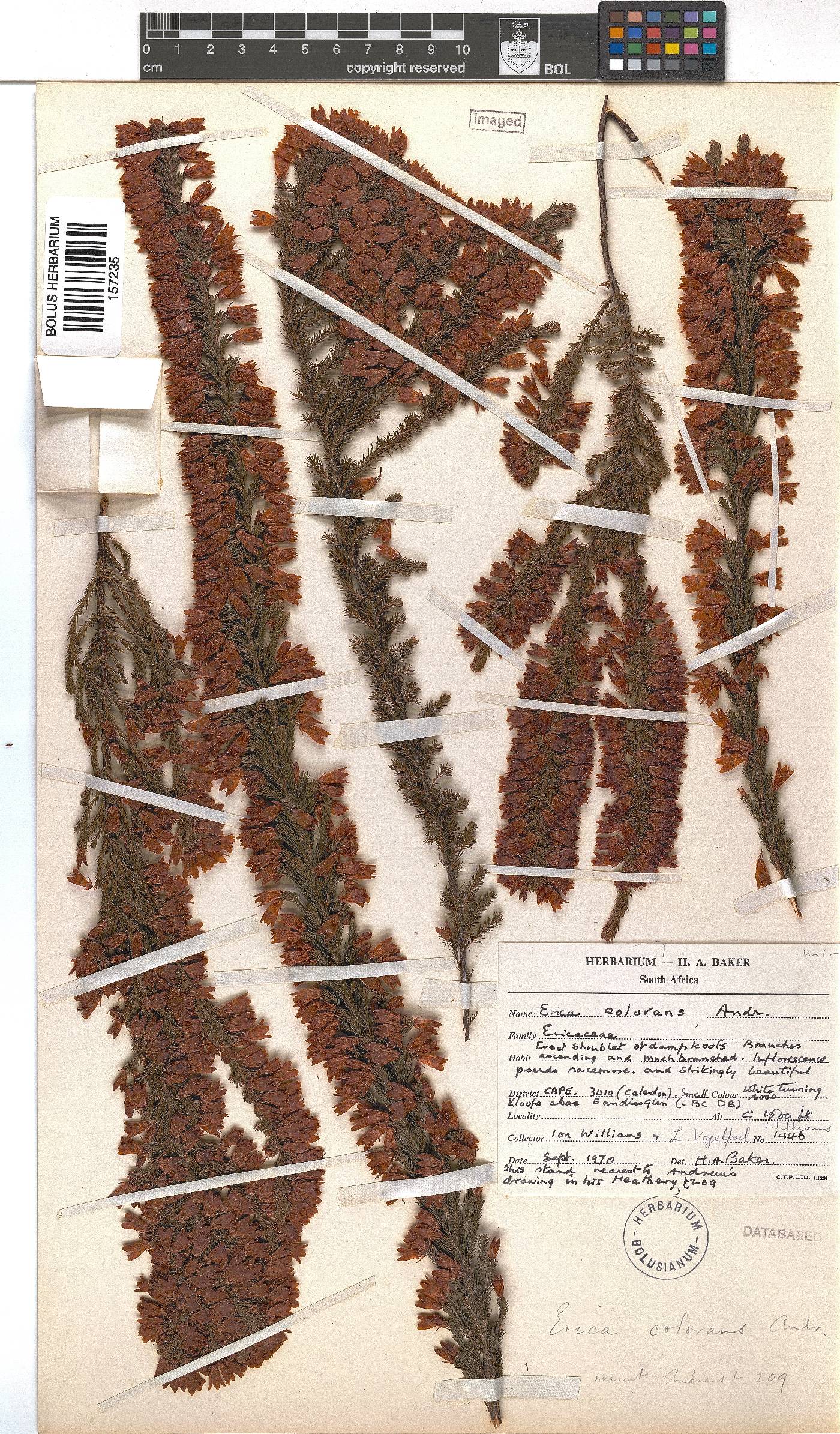 Erica colorans image