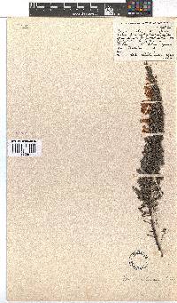 Erica colorans image