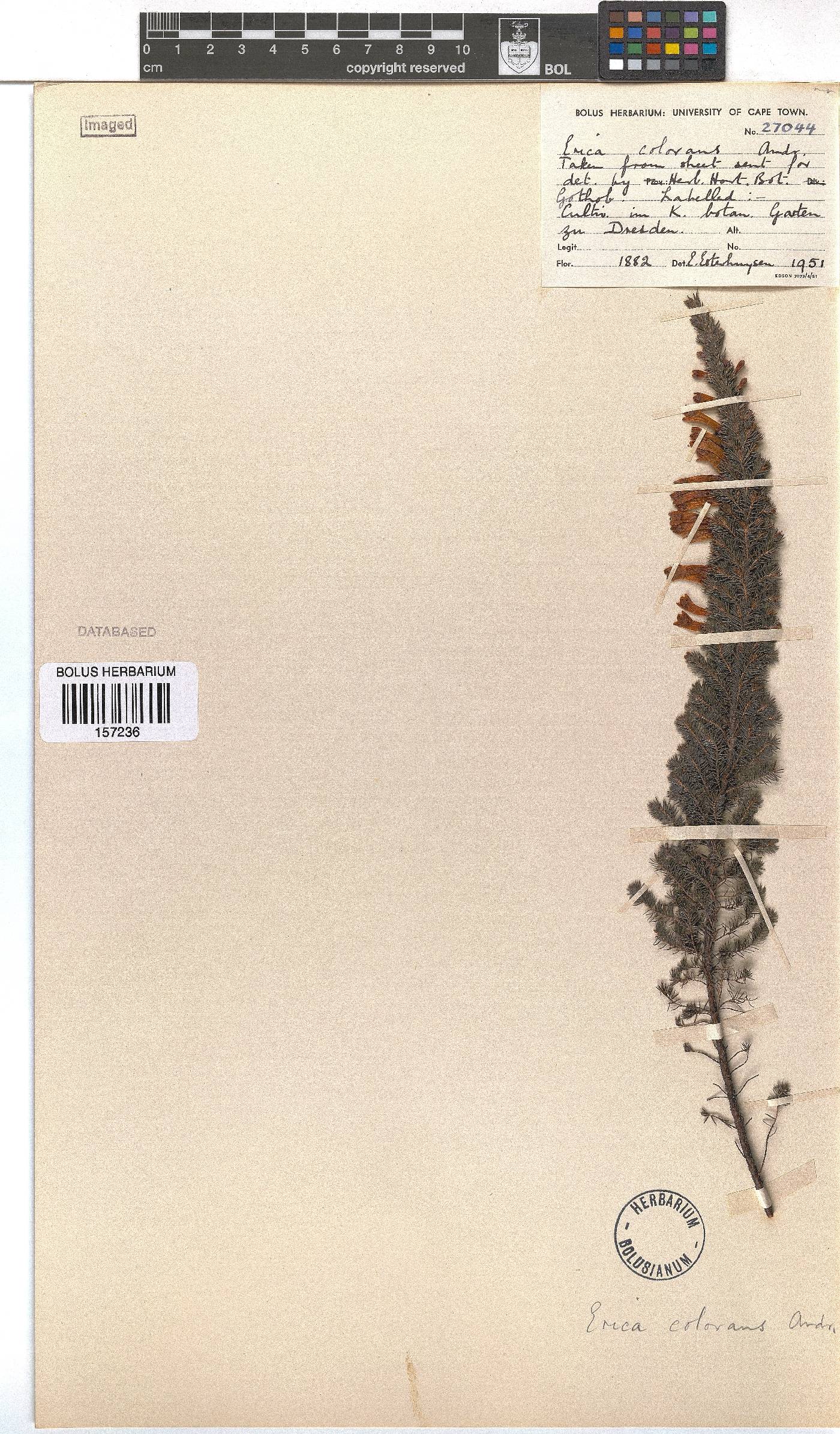 Erica colorans image