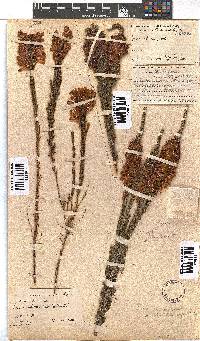 Erica colorans image