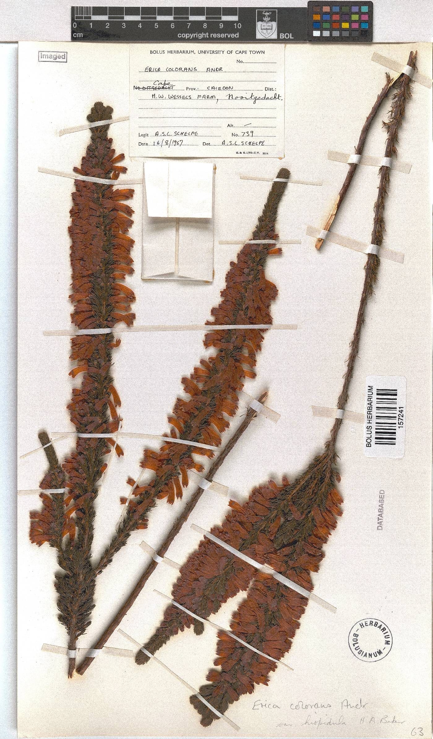 Erica plena image