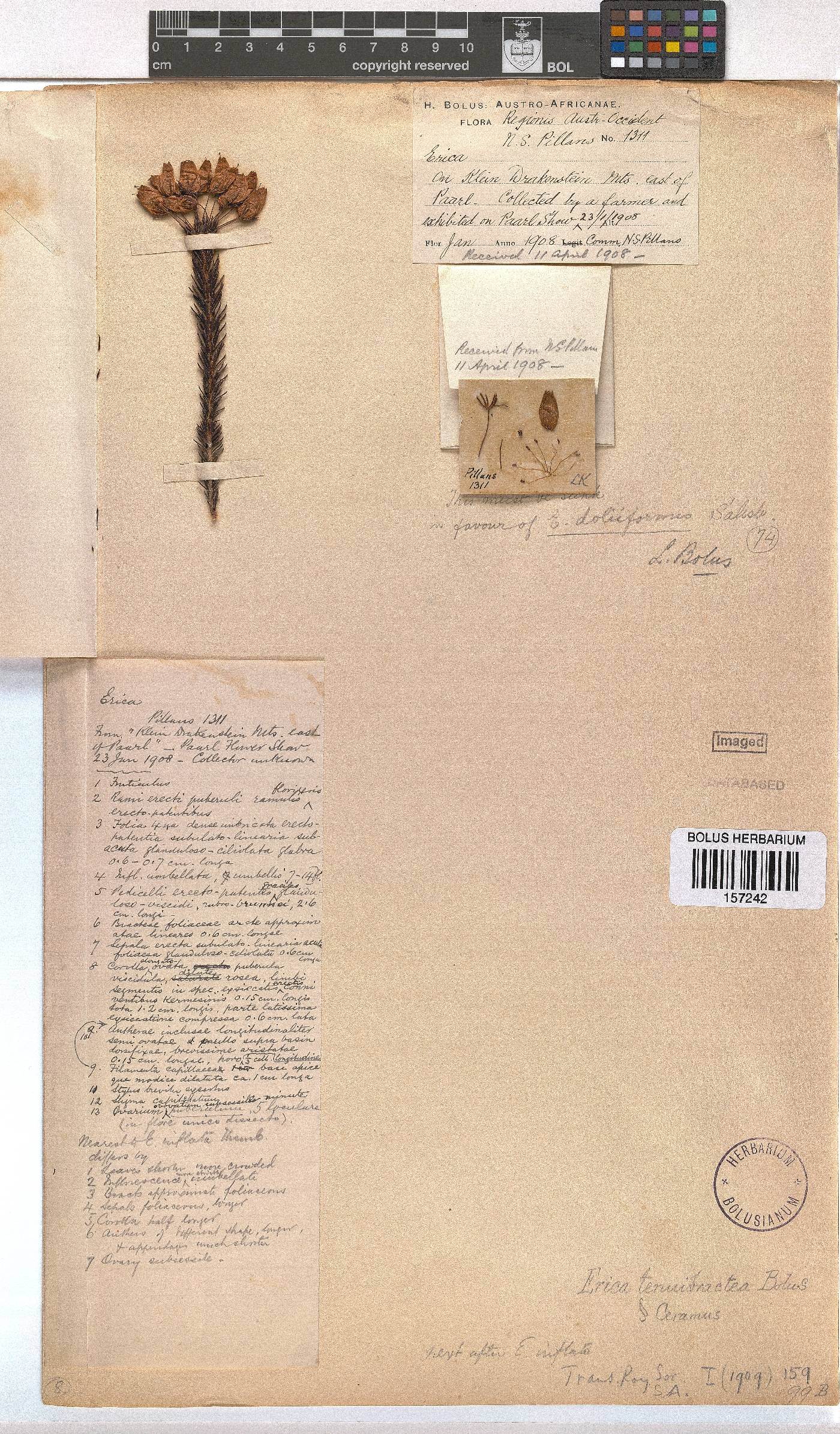 Erica doliiformis image