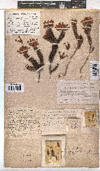 Erica doliiformis image