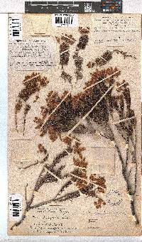 Erica doliiformis image