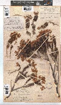 Erica doliiformis image