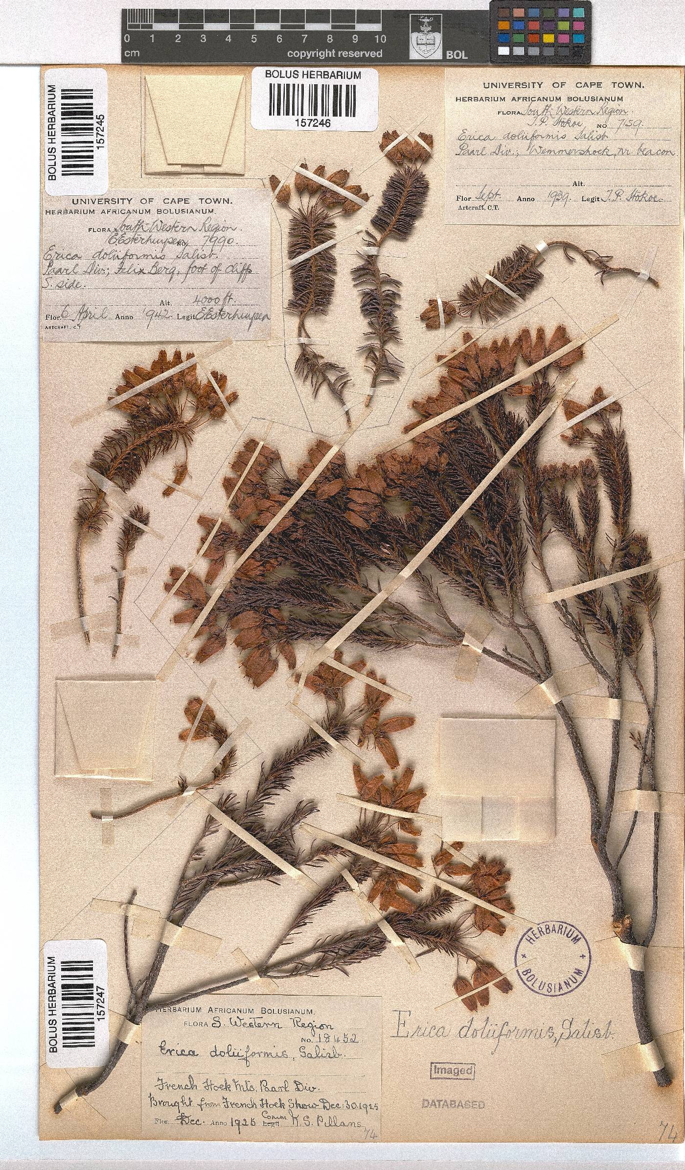 Erica doliiformis image