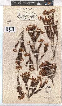 Erica doliiformis image