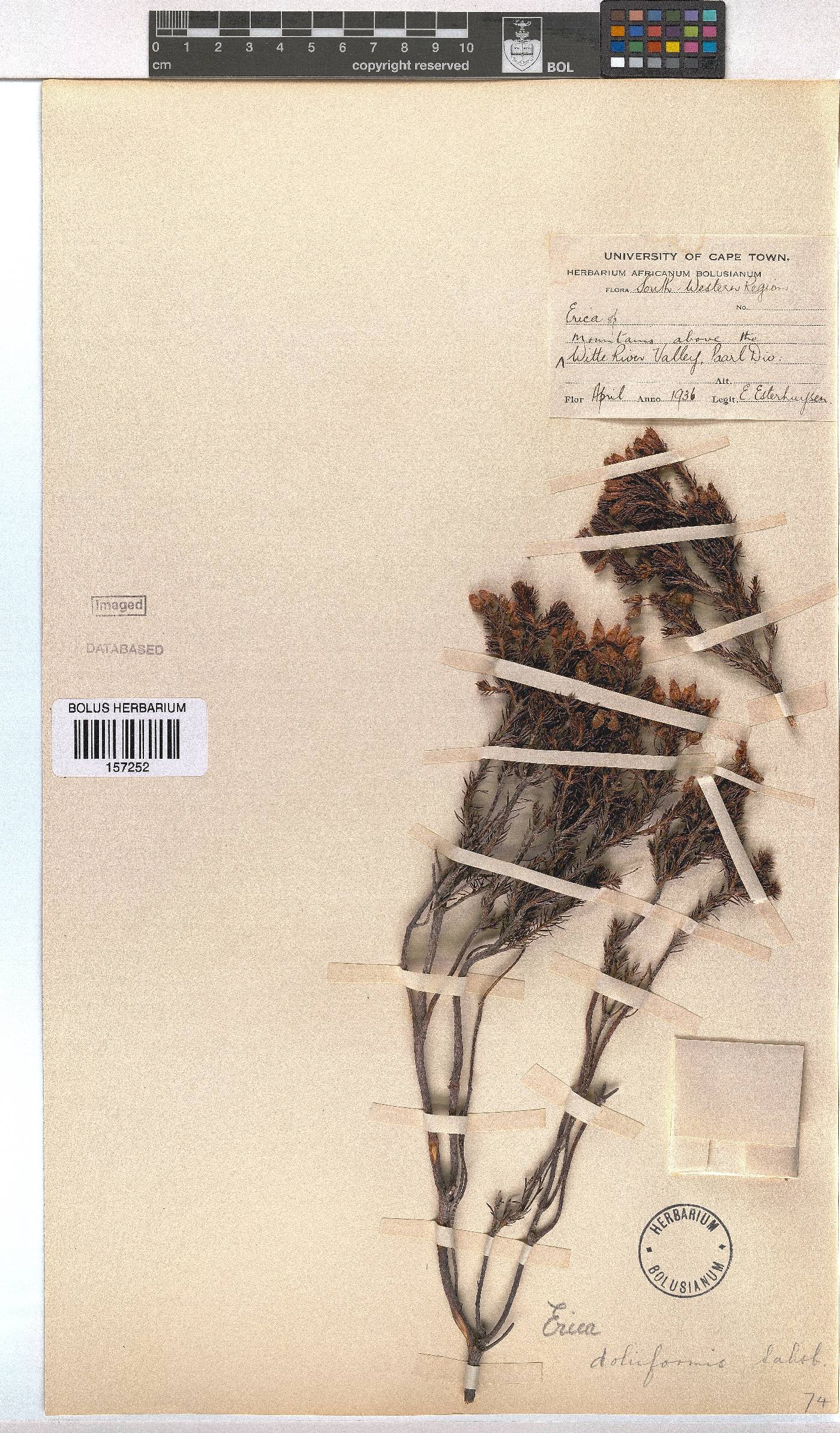 Erica doliiformis image