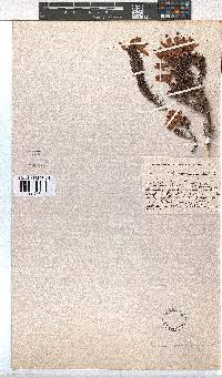 Erica doliiformis image