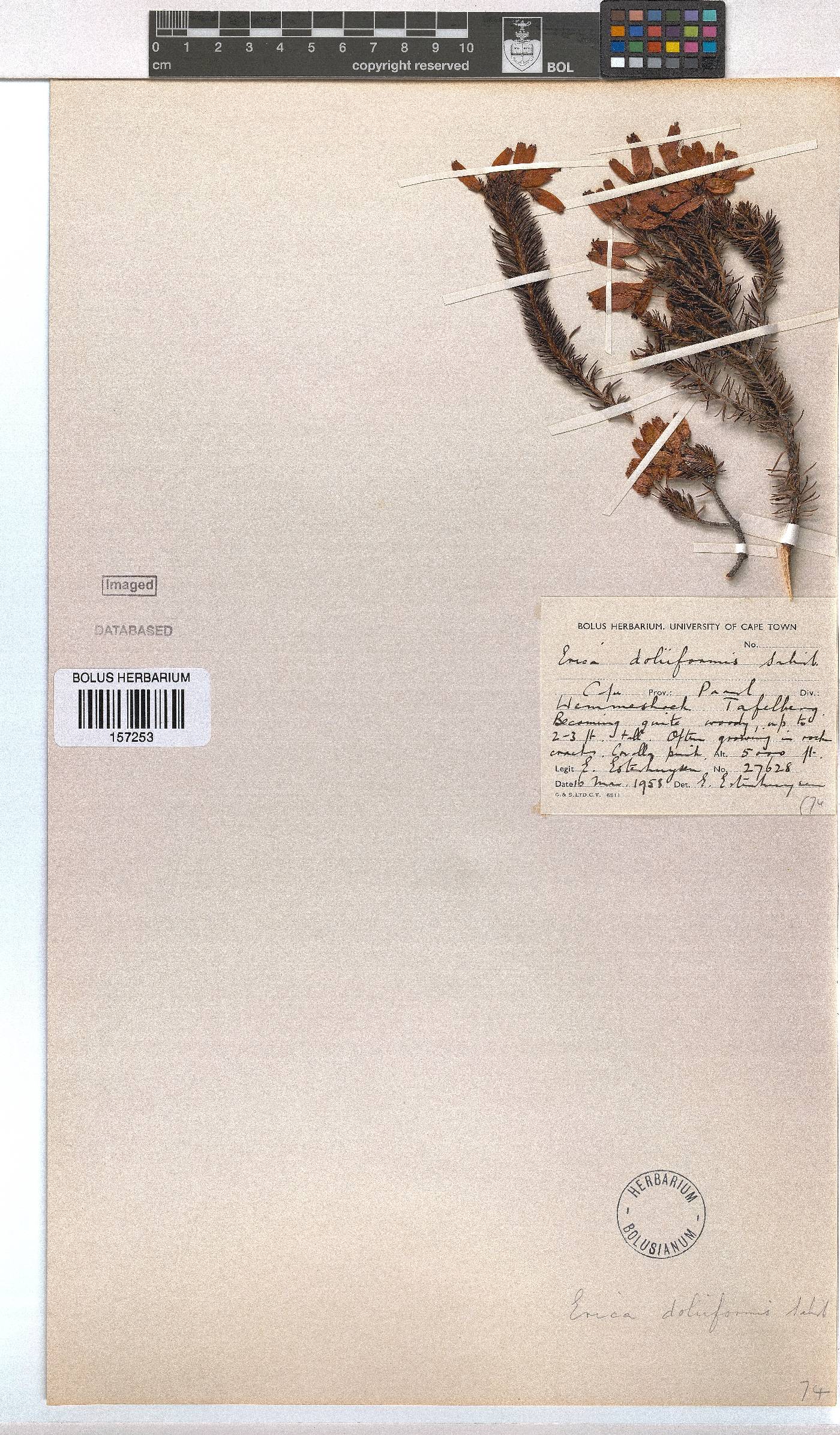 Erica doliiformis image