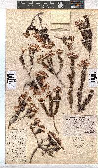 Erica doliiformis image