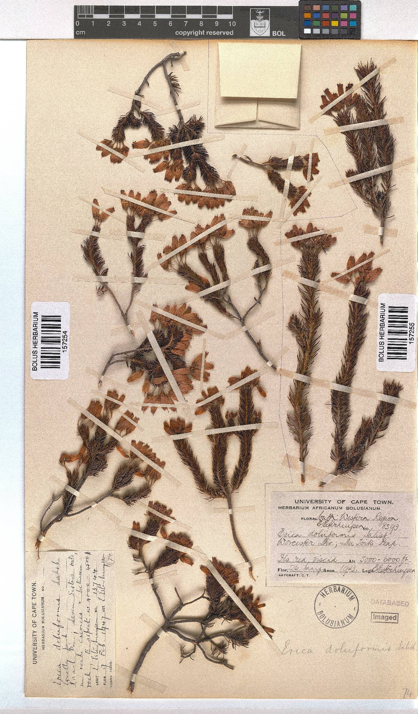 Erica doliiformis image